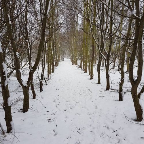 Jubilee Path in winter